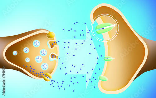Fotografie brain's serotonin system