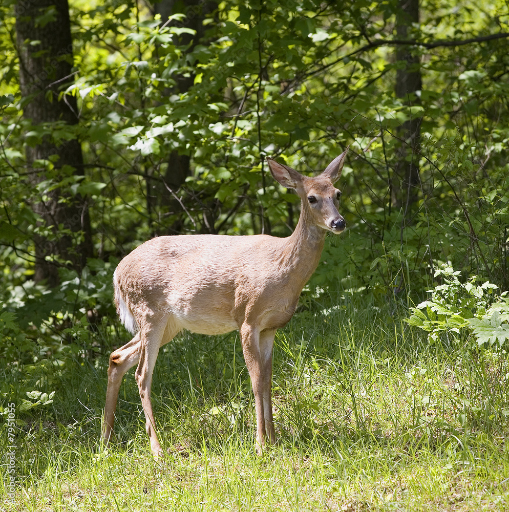 doe doe