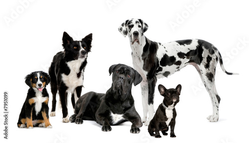 Fototapeta Naklejka Na Ścianę i Meble -  group of dogs