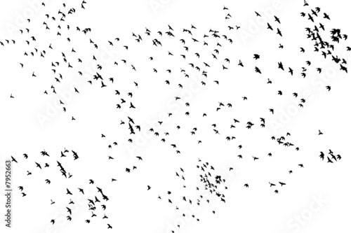 flock of pigeons flying