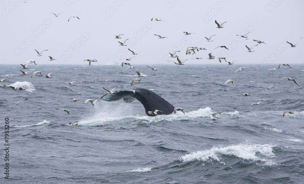 Obraz premium Whale Tail 5