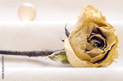 Rosa seca y envejecida