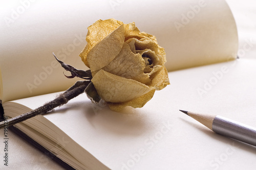 Rosa, lapiz y papel