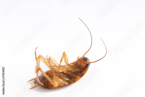 Dead  Cockroach isolated on white background