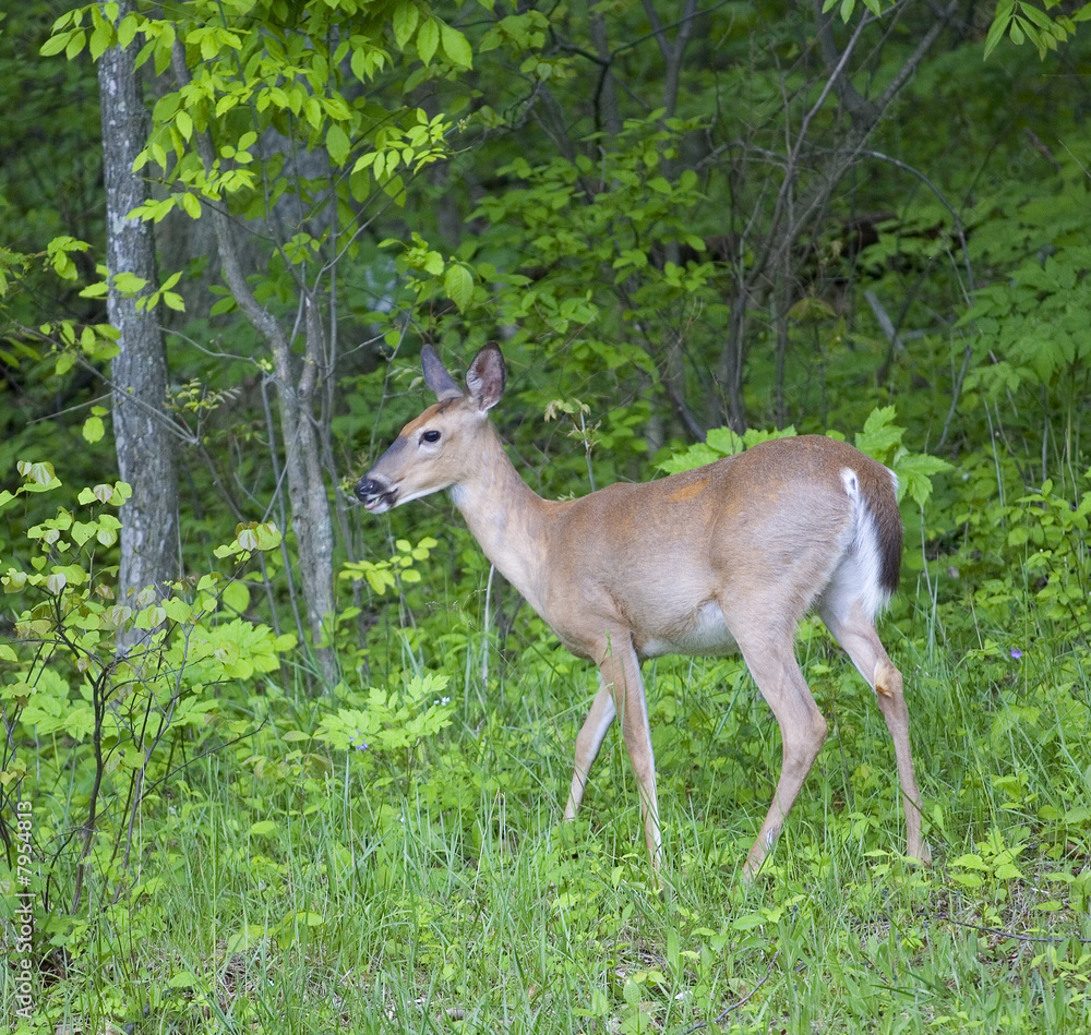 Eating deer Eating deer