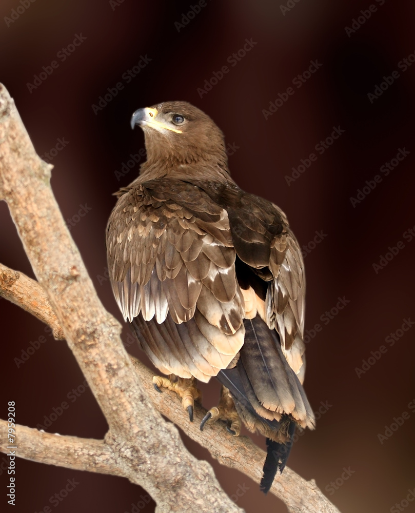Fototapeta premium The big hawk eagle