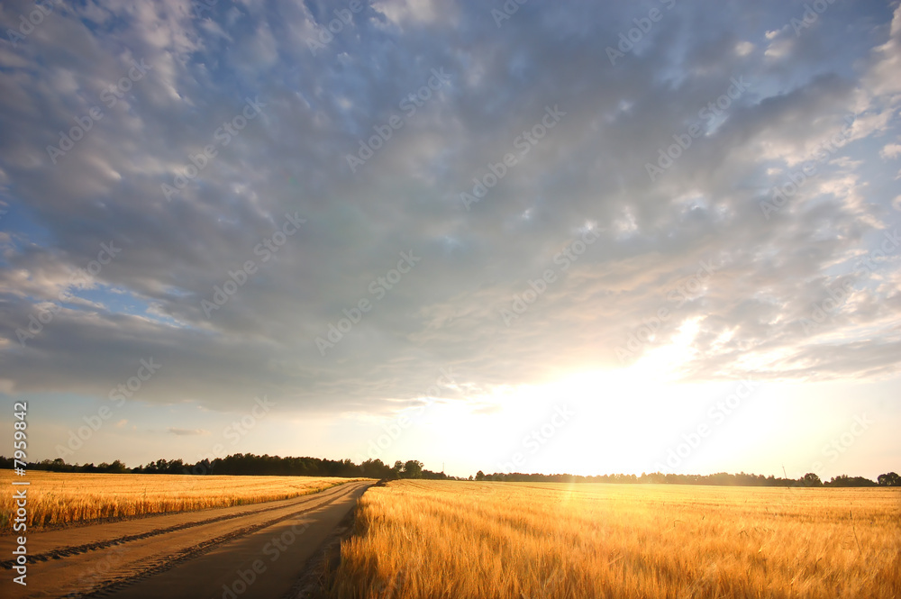Sunset field Sunset field