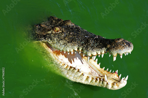 wildlife view of a swimming crocodile