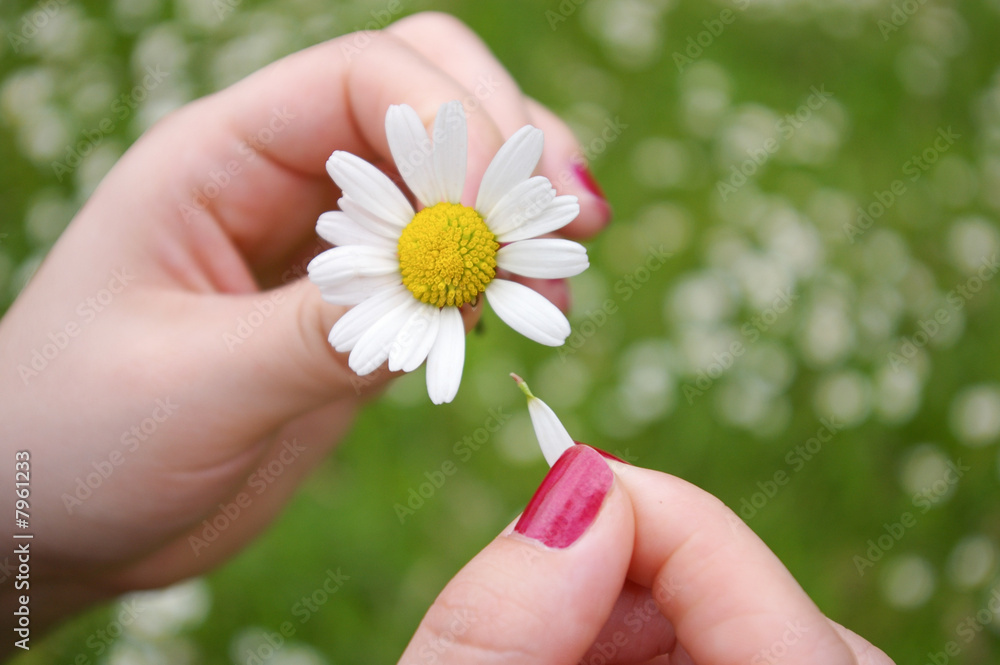 He loves me,... He loves me,...