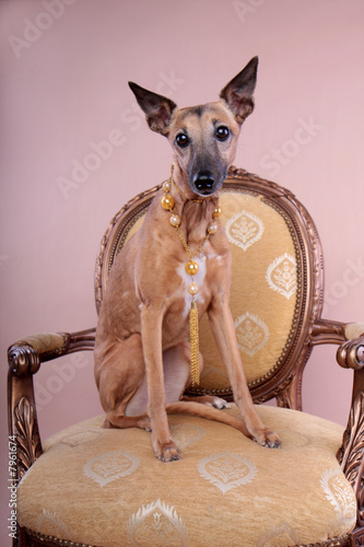 windhund greyhound mit schmuck dekadent photo