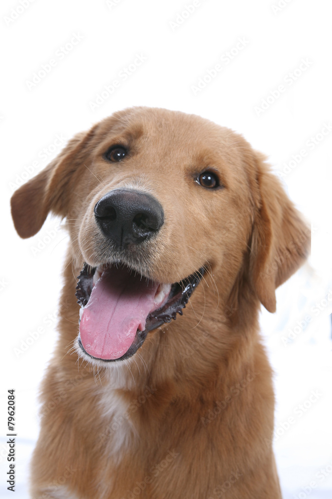 Golden Retriever dog with mouth open.