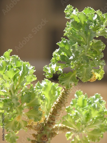 Second year cabbage