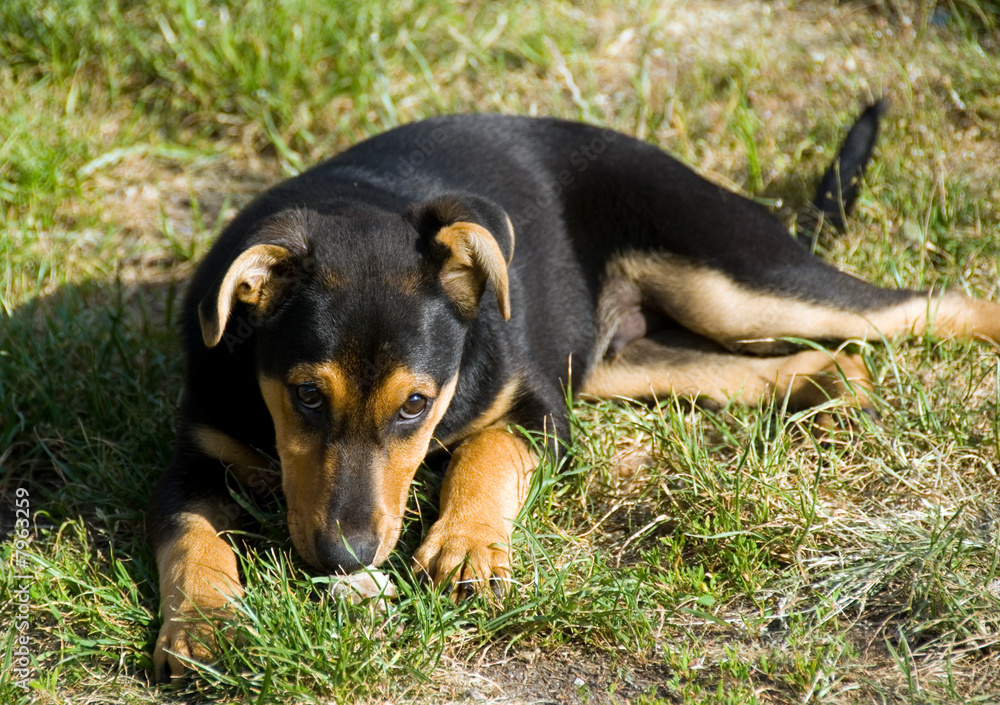 dog dog