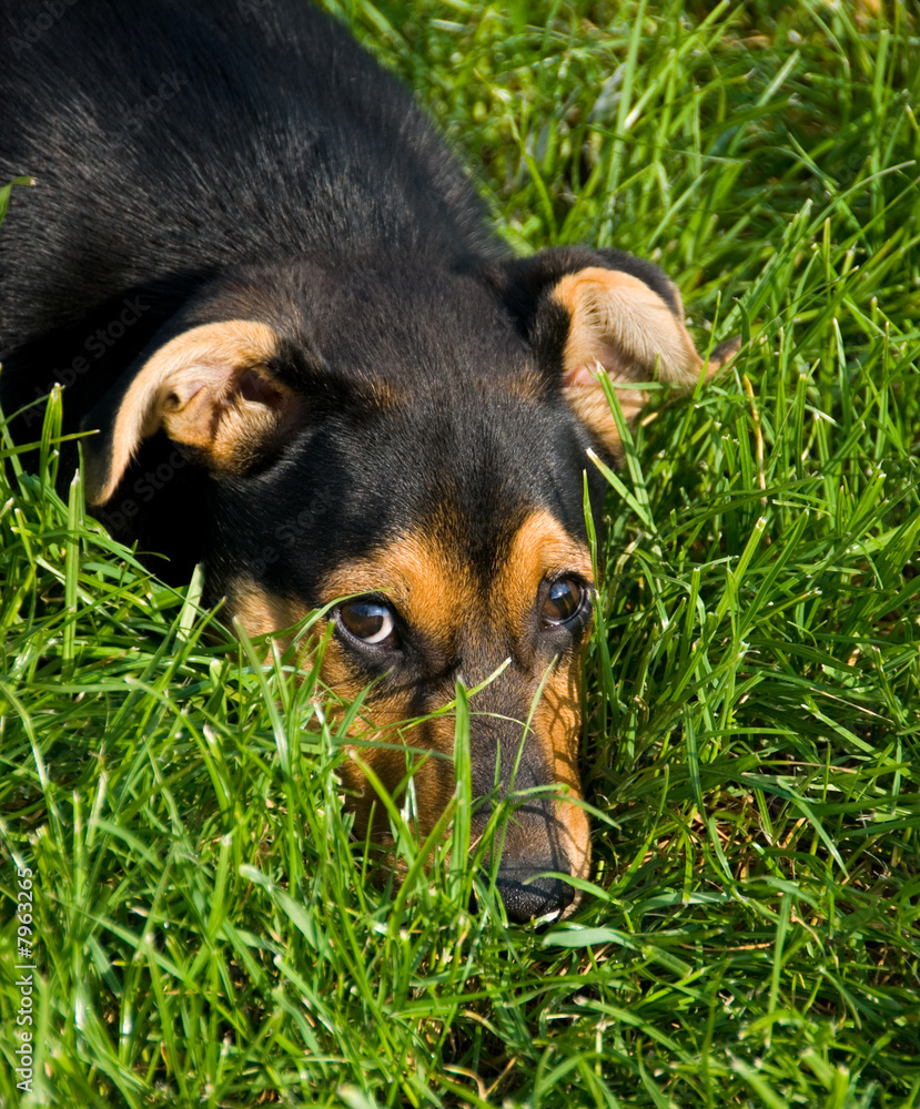 dog dog