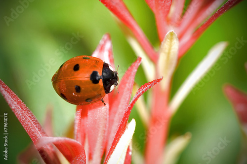 Ladybug photo