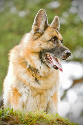 German shepherd