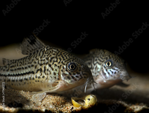 corydora catfish