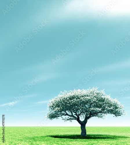 Fototapeta Naklejka Na Ścianę i Meble -  Blossoming cherry-tree