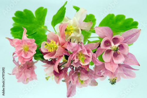 Slika na platnu Pink flowers of aquilegia and its reflection