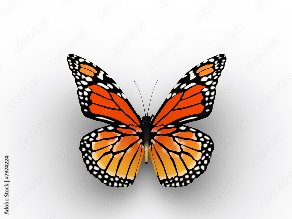 Fototapeta premium Red butterfly