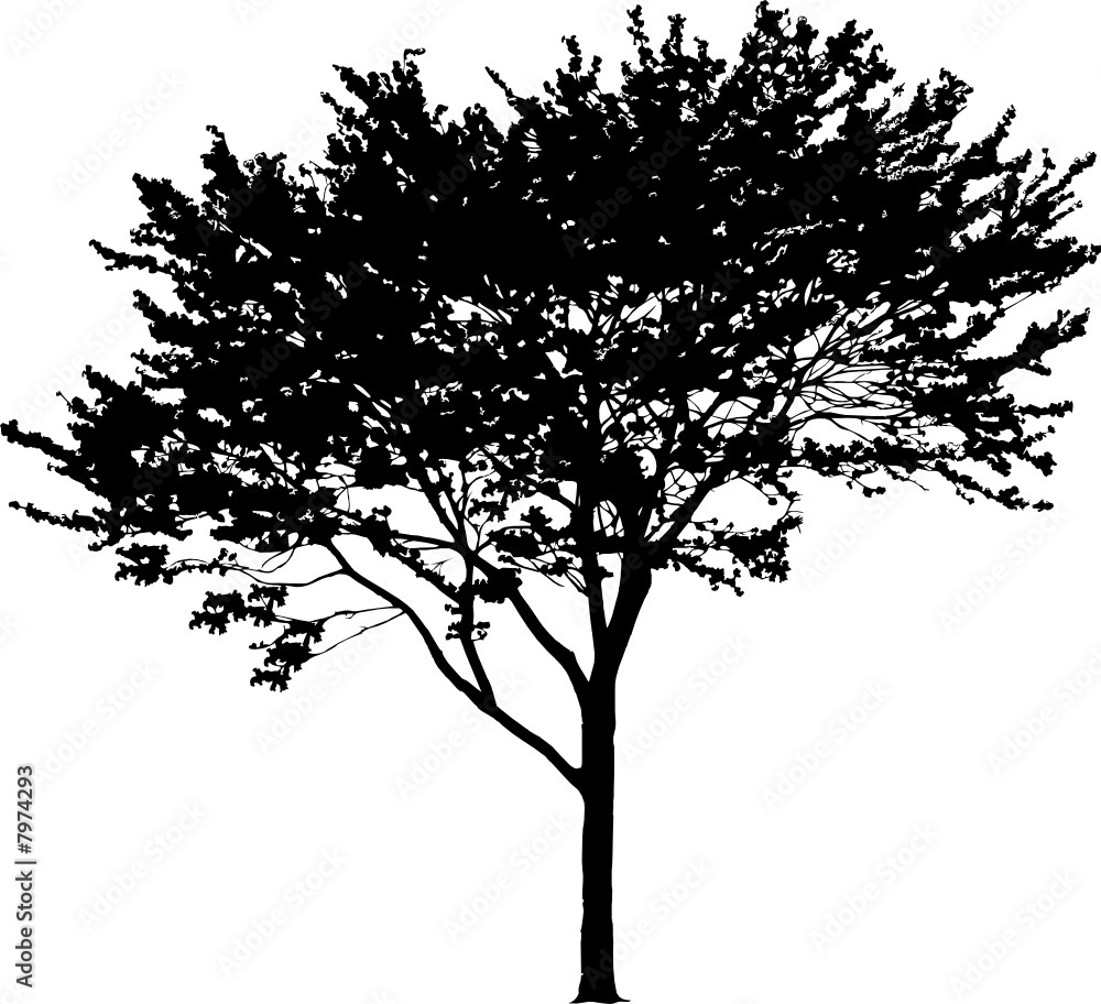 The isolated tree The isolated tree