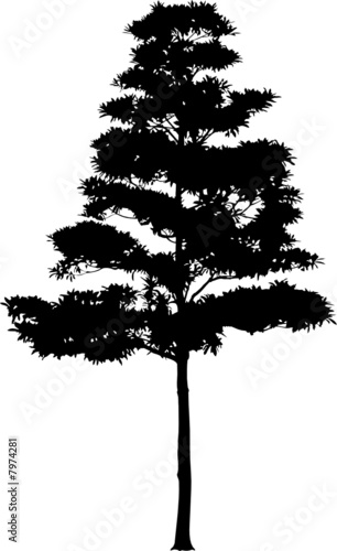 The isolated tree