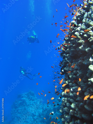 Underwater landscape with fish, coral and divers   photo