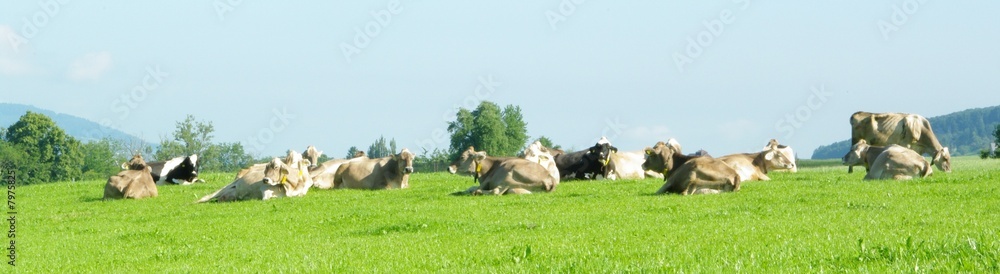 Fototapeta premium kuh panorama