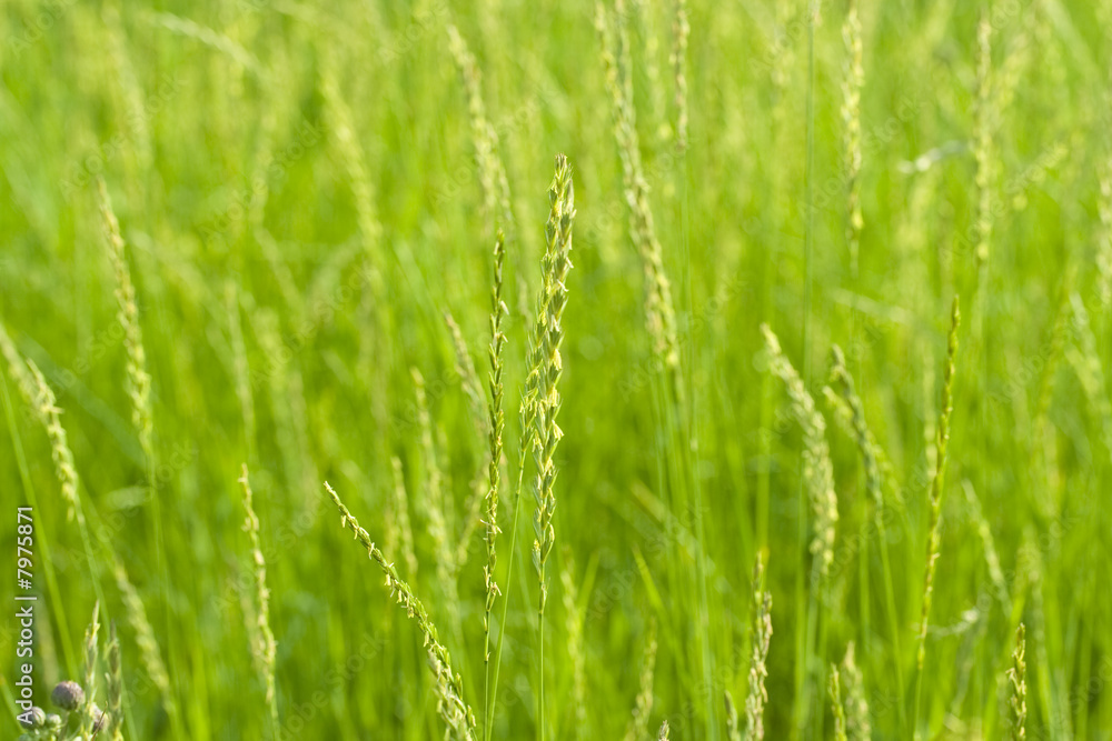 green grass for background