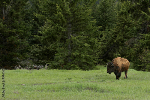 Bison in Grand Tetons National Park