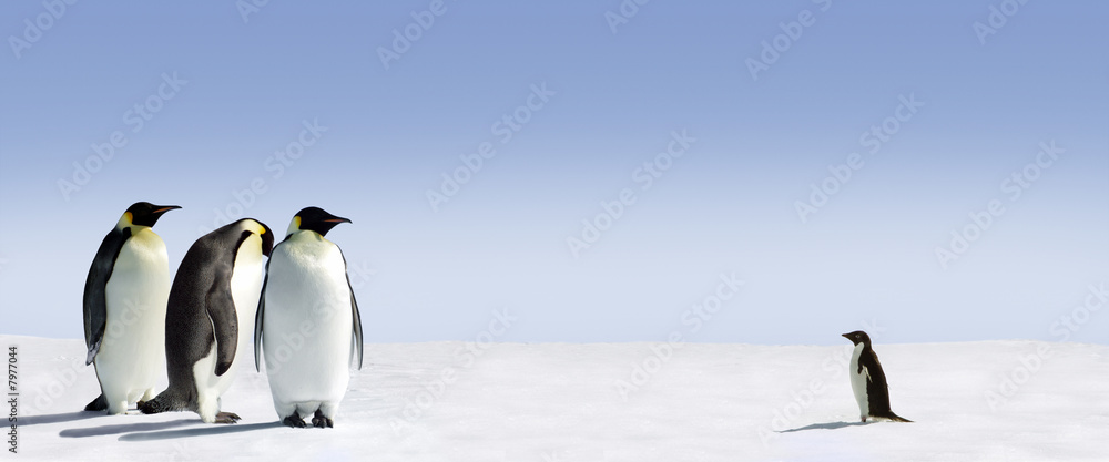 Naklejka premium Pinguin