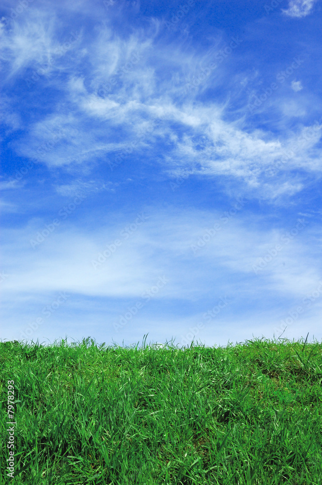 Green field and a blue sky with clouds Green field and a blue sky with clouds