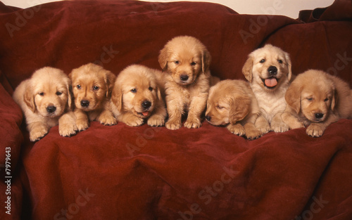 chien  Golden retriever photo