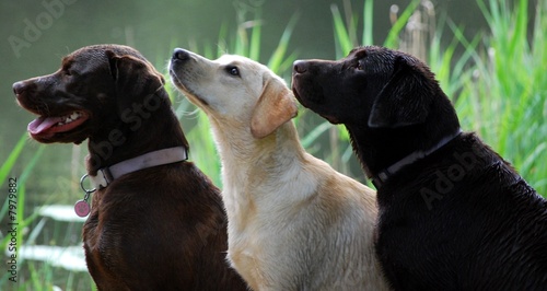 Photography Three labradors