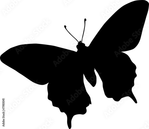 schmetterling