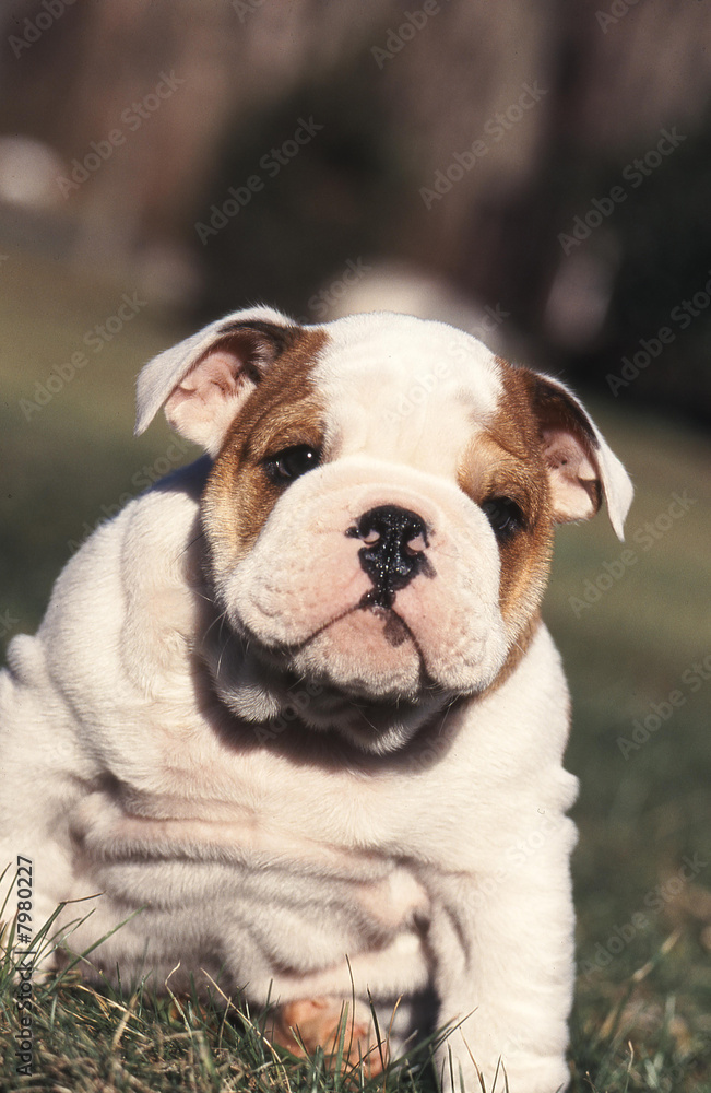 chien  Bulldog Anglais bouledogue 