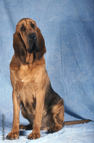 Fotografie Saint Hubert bloodhound