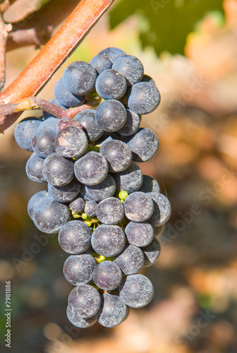 Grape Cluster on a Vine