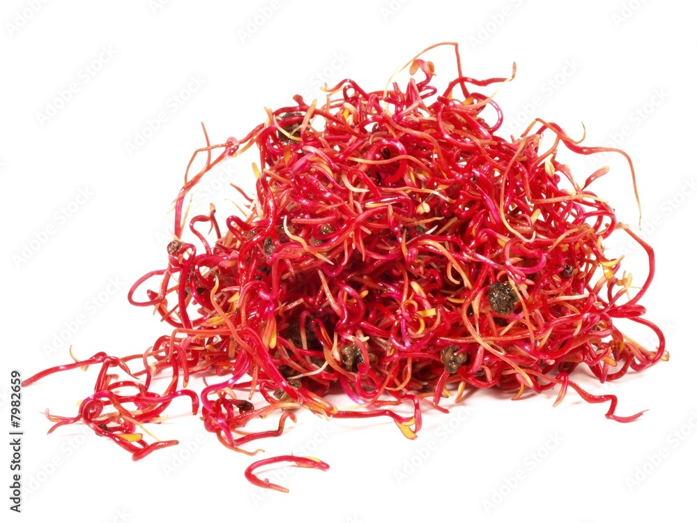 Fototapeta premium Sprossen / Rote Beete