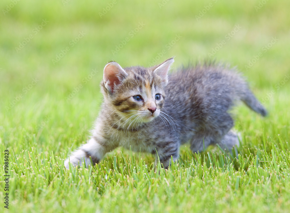 Kitten playing in the grass Kitten playing in the grass
