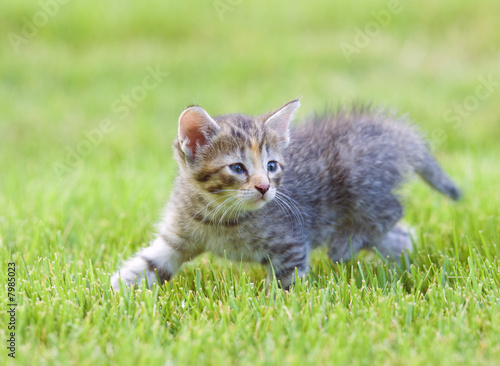 Kitten playing in the grass