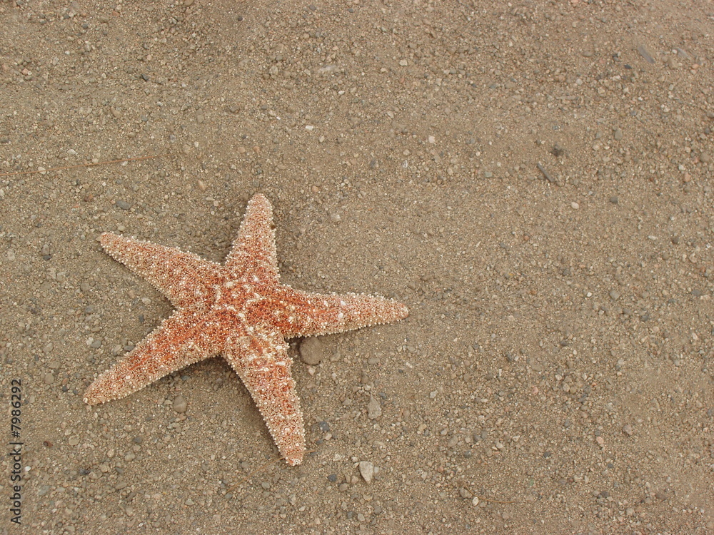 Lonely Starfish Lonely Starfish