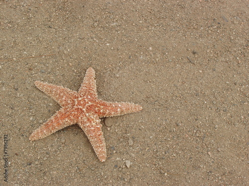 Lonely Starfish