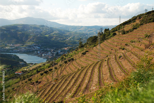 Socalcos do Douro photo