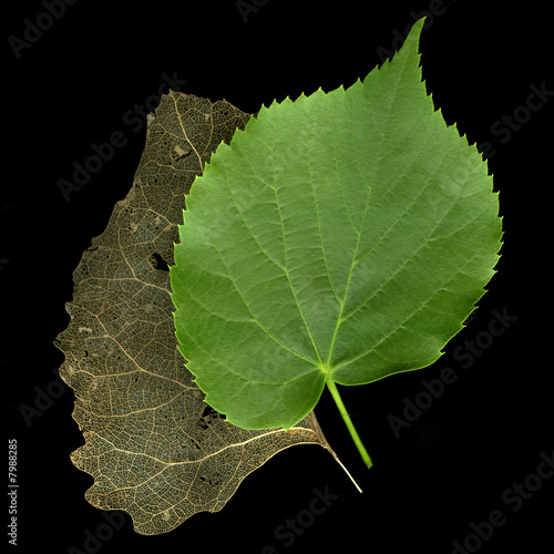 two leaves - concept of time passing or old and new life