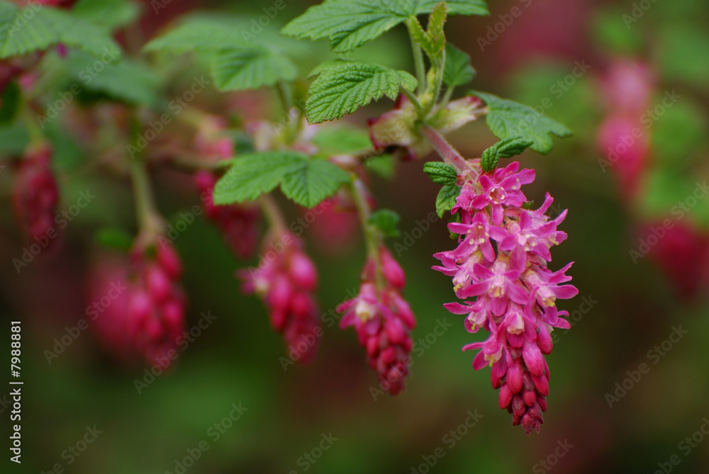 Zierjohannisbeere, Blutjohannisbeere, Ribes sanguineum