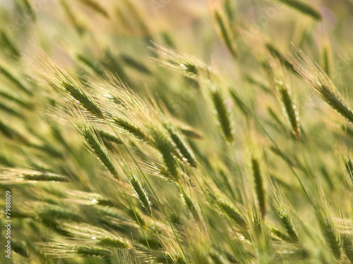 Wheat Ears in Field