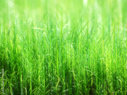 Soft-focus grass