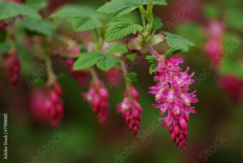 Zierjohannisbeere, Blutjohannisbeere, Ribes sanguineum photo