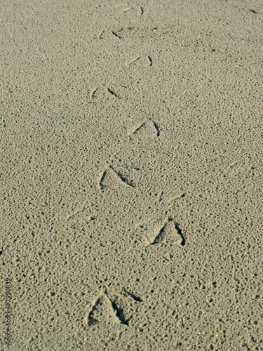 Bird tracks in the sand